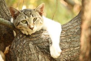 債務整理の手続きにかかる期間はどのくらい？