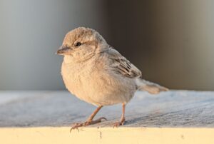 督促を止める方法にはどんな手段があるの？