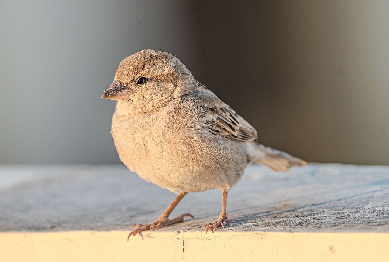 督促を止める方法にはどんな手段があるの？